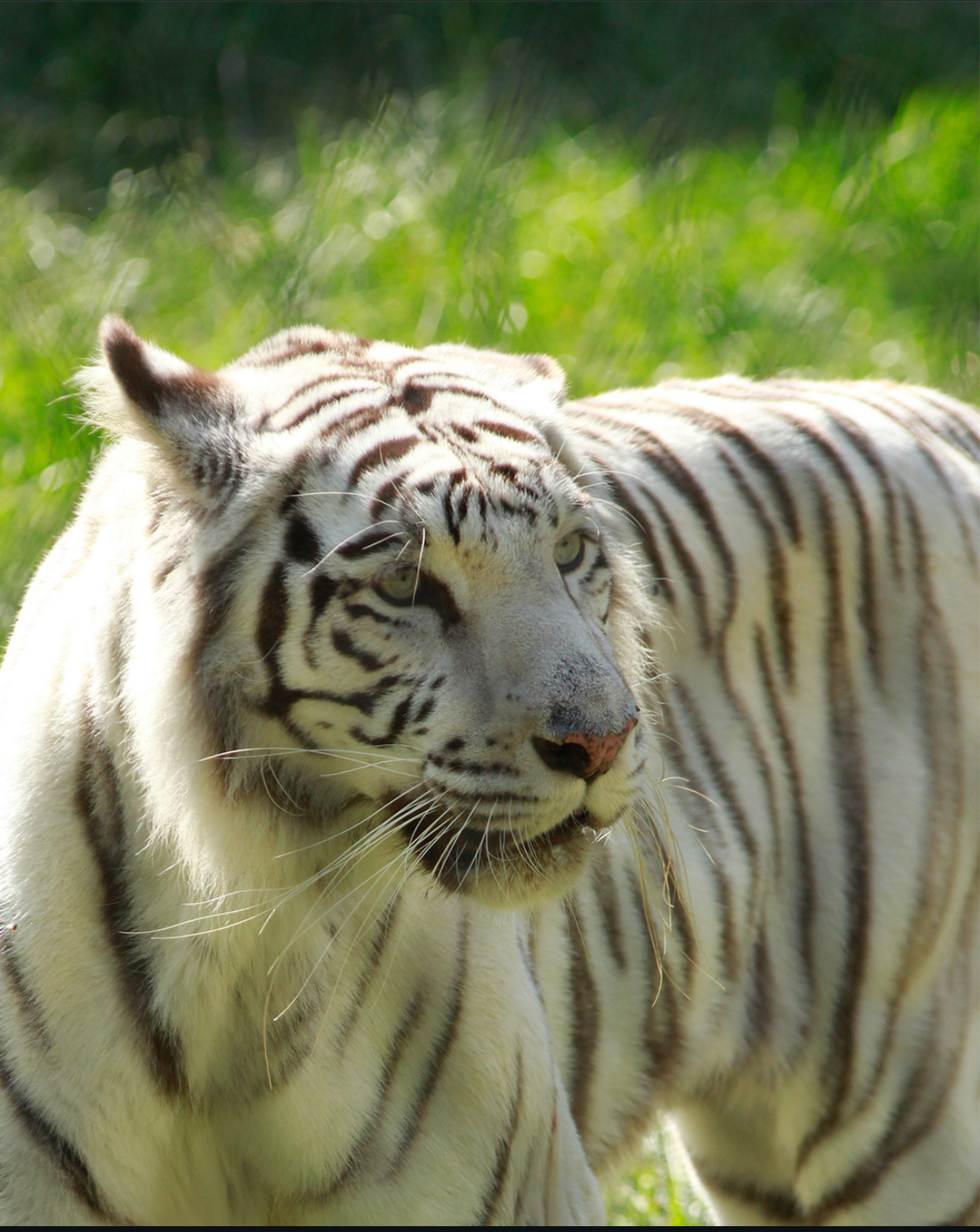 Zoo